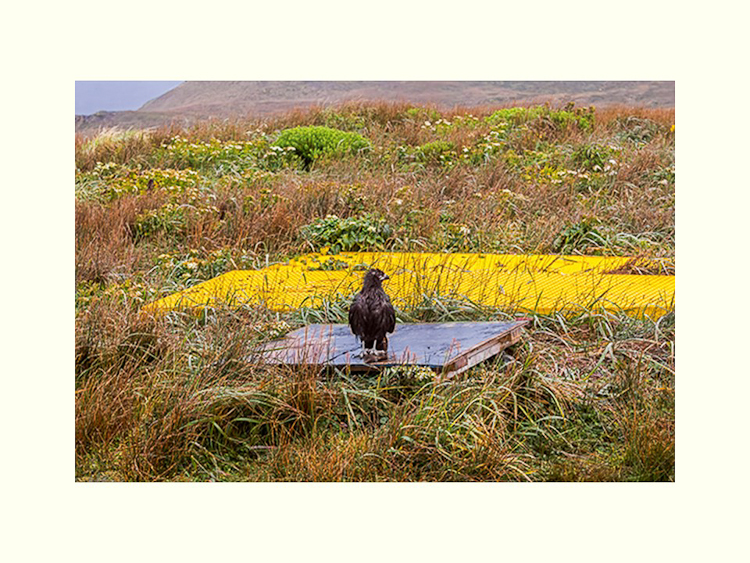 All Images By Ron MacDonnell Roberts.  © 2023.  All Rights Reserved.