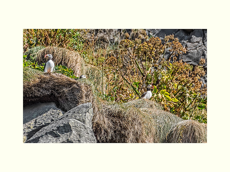 All Images By Ron MacDonnell Roberts.  © 2023.  All Rights Reserved.